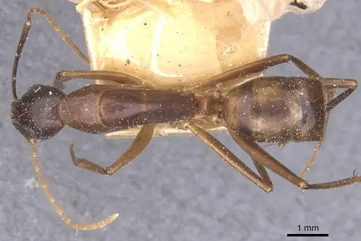 Camponotus traegaordhi - CASENT0912074