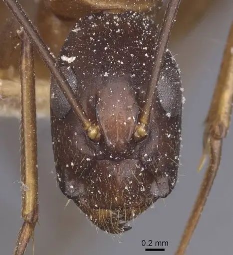 Camponotus traegaordhi - CASENT0912074