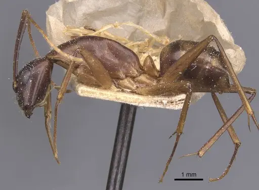 Camponotus traegaordhi - CASENT0912074