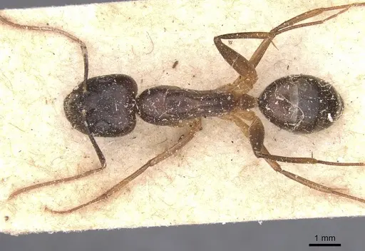 Camponotus traegaordhi - CASENT0912075