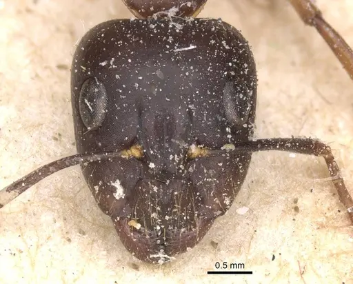 Camponotus traegaordhi - CASENT0912075