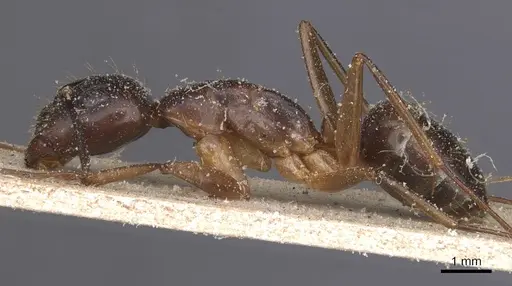 Camponotus traegaordhi - CASENT0912075