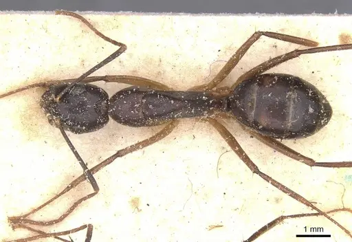 Camponotus traegaordhi - CASENT0912076
