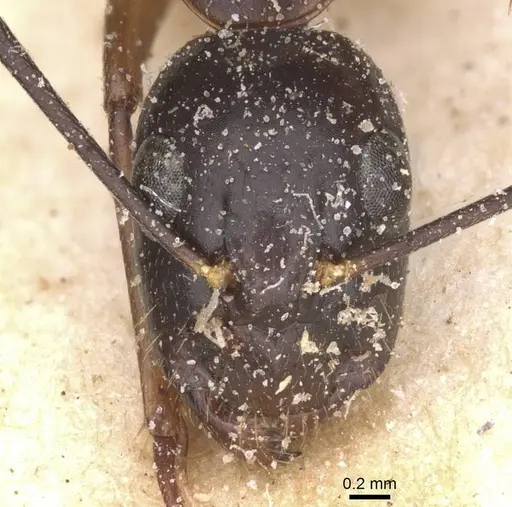 Camponotus traegaordhi - CASENT0912076