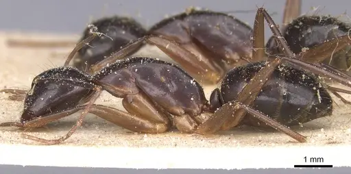 Camponotus traegaordhi - CASENT0912076