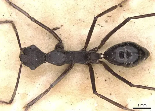 Camponotus traili specimen