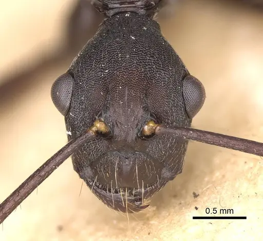 Camponotus traili specimen