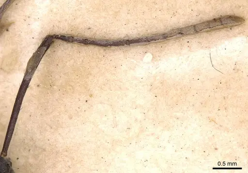 Camponotus traili specimen