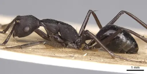 Camponotus traili - CASENT0906858