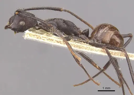 Camponotus traili - CASENT0910755