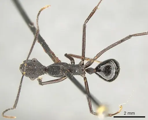 Camponotus traili - CASENT0915805