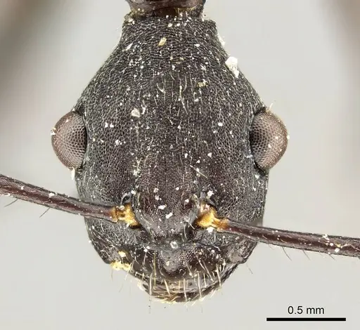 Camponotus traili - CASENT0915805