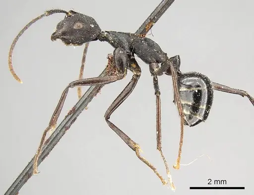 Camponotus traili - CASENT0915805