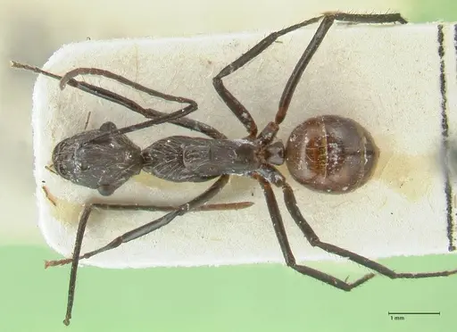 Camponotus traili - FOCOL2243