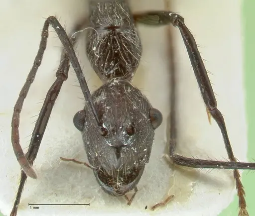 Camponotus traili - FOCOL2243