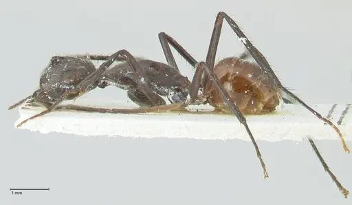 Camponotus traili - FOCOL2243