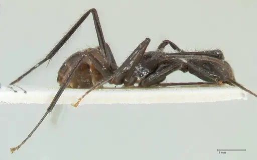 Camponotus traili - FOCOL2243