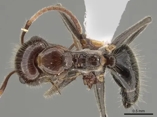 Camponotus trajanus specimen