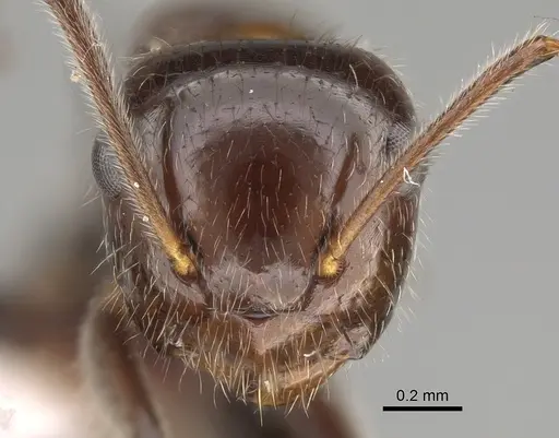 Camponotus trajanus specimen