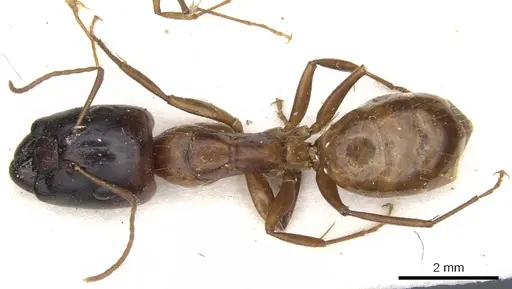 Camponotus transvaalensis specimen
