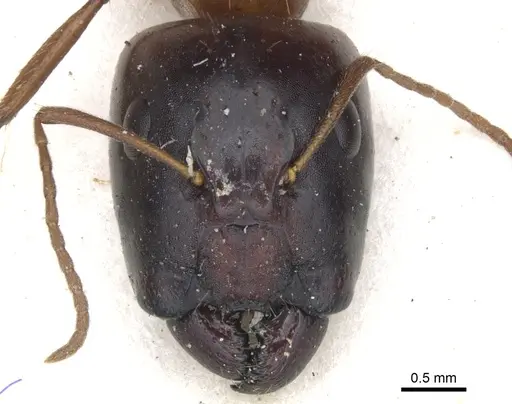 Camponotus transvaalensis specimen