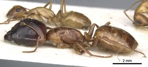 Camponotus transvaalensis specimen