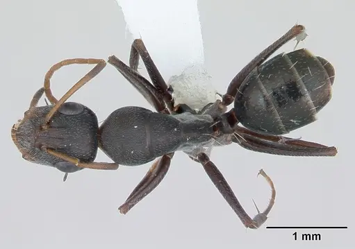 Camponotus trapeziceps specimen