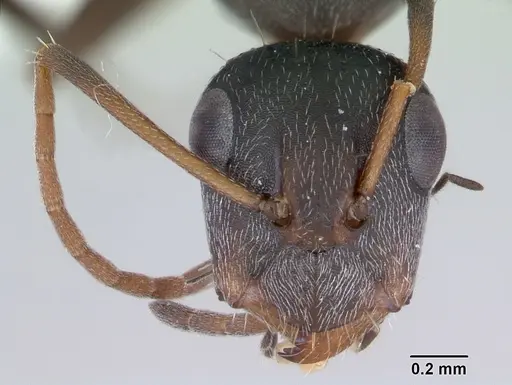 Camponotus trapeziceps specimen