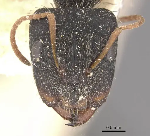 Camponotus trapeziceps - CASENT0910647