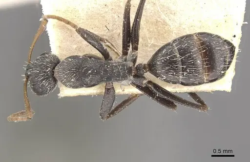 Camponotus trapeziceps - CASENT0910648