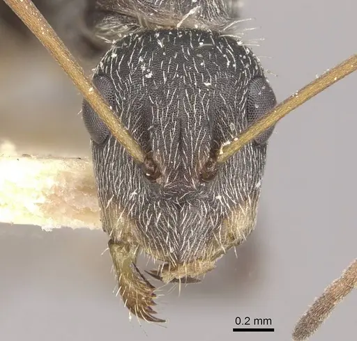 Camponotus trapeziceps - CASENT0910648