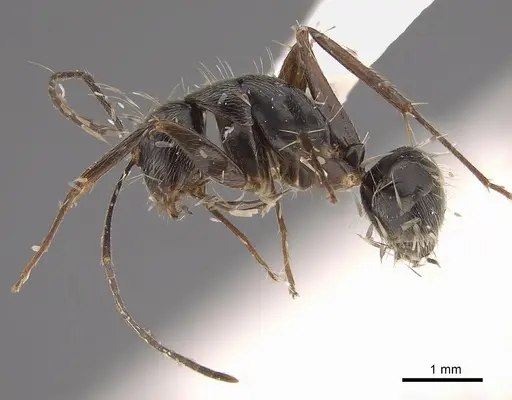 Camponotus trapeziceps - CASENT0923559