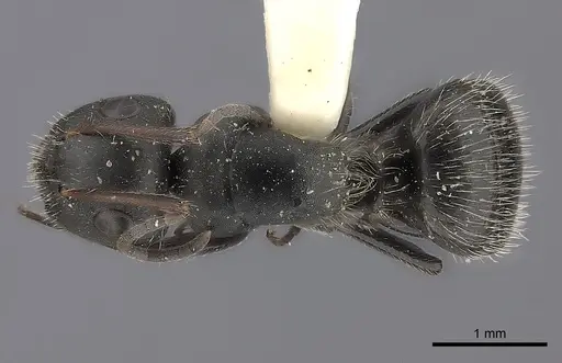 Camponotus trapezoideus specimen