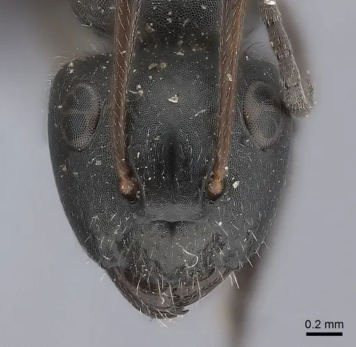Camponotus trapezoideus specimen