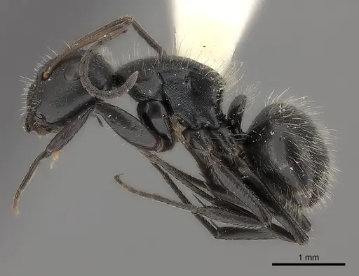 Camponotus trapezoideus specimen