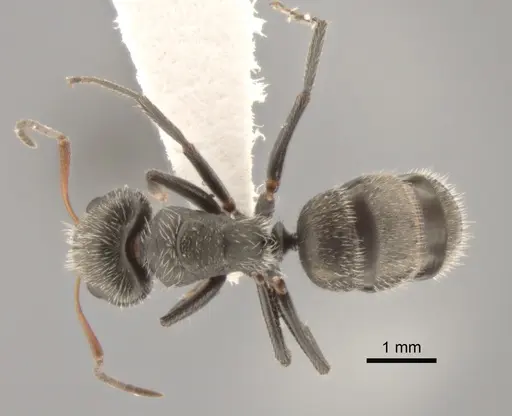 Camponotus trapezoideus - CASENT0882313