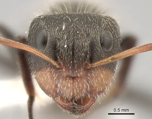 Camponotus trapezoideus - CASENT0882313