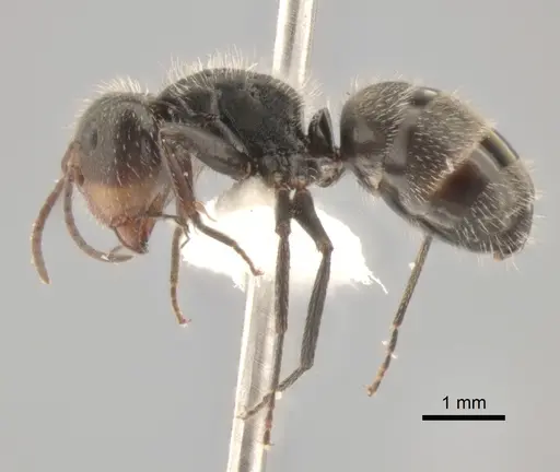 Camponotus trapezoideus - CASENT0882313