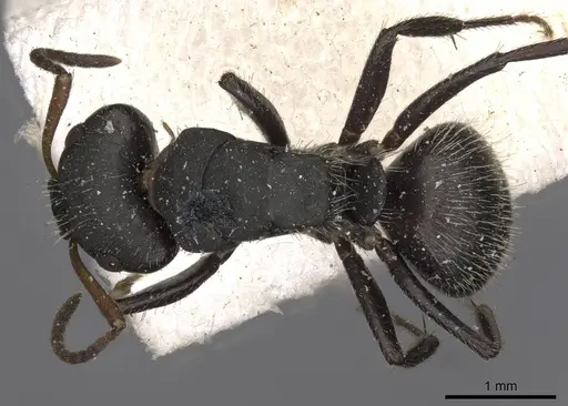 Camponotus trapezoideus - CASENT0910720