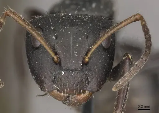 Camponotus trapezoideus - CASENT0910720