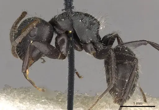 Camponotus trapezoideus - CASENT0910720