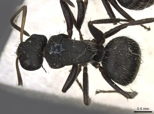 Camponotus trapezoideus - CASENT0910721