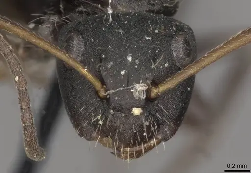 Camponotus trapezoideus - CASENT0910721