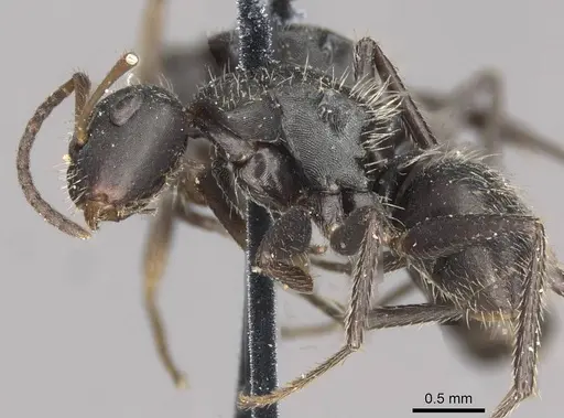 Camponotus trapezoideus - CASENT0910721