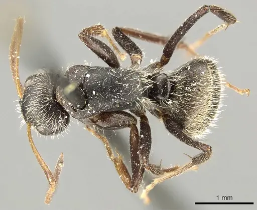 Camponotus trapezoideus - CASENT0915808