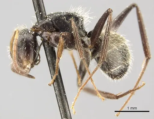 Camponotus trapezoideus - CASENT0915808