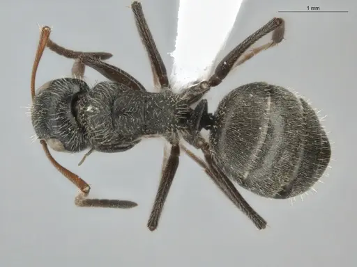 Camponotus trapezoideus - ECOFOG-BUG-0046-17