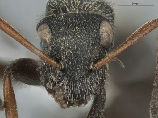 Camponotus trapezoideus - ECOFOG-BUG-0046-17