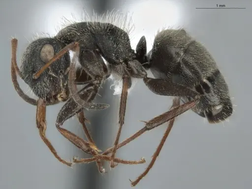 Camponotus trapezoideus - ECOFOG-BUG-0046-17