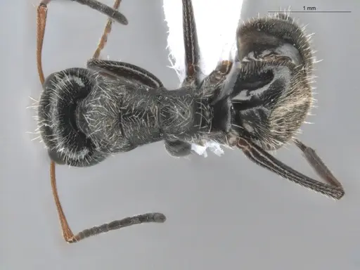 Camponotus trapezoideus - ECOFOG-BUG-0502-04